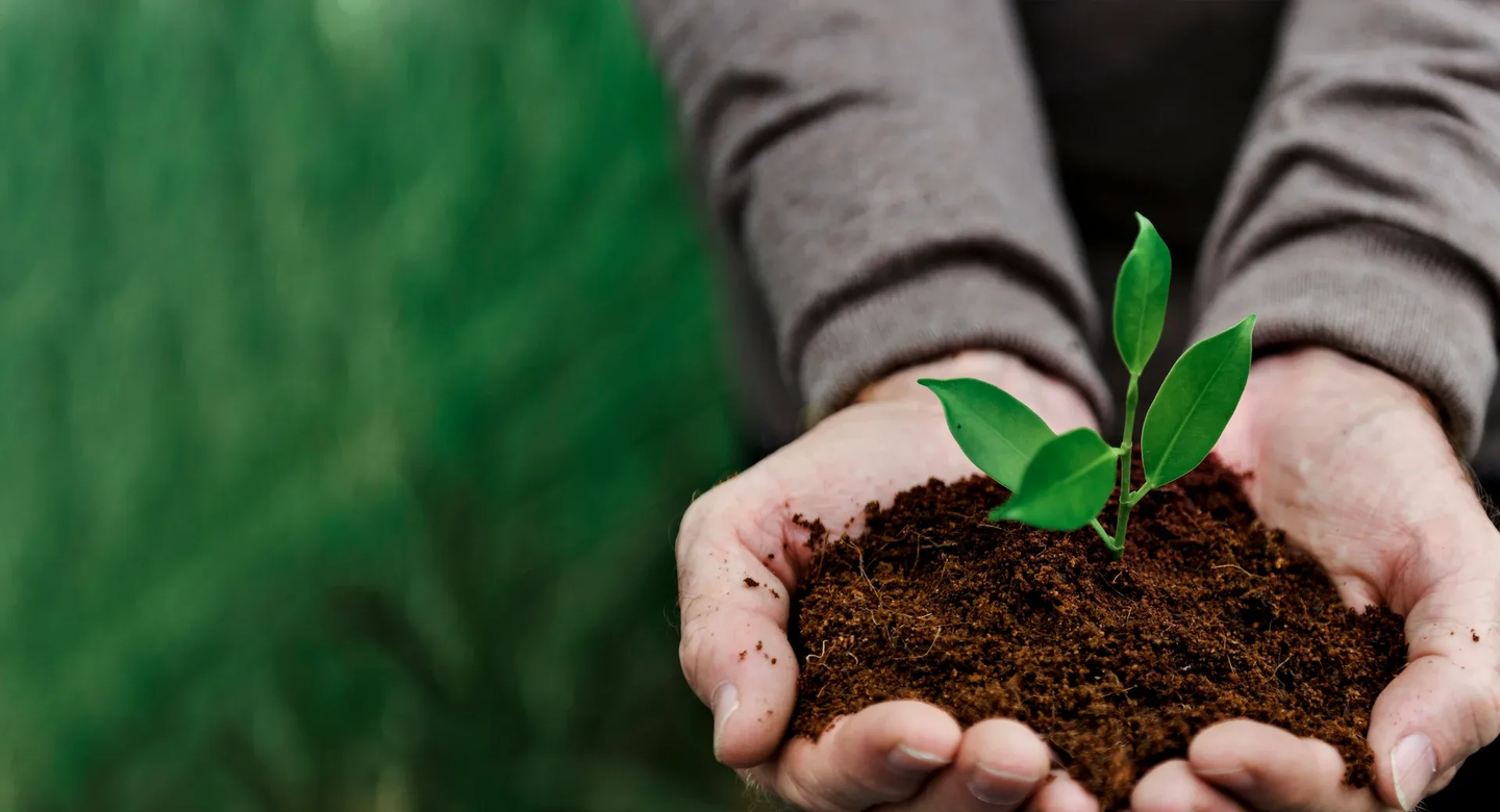 Head sustentabilidad